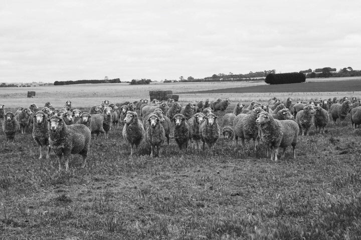 Why Australian Merino Wool Is Still the World's Best Fibre